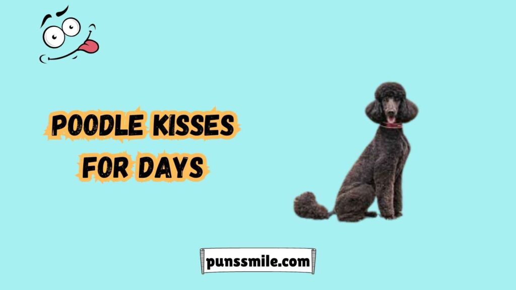 Poodle Puns That Are Too Cute