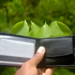 Why Choosing an Eco-Friendly Service Is Better for Your Wallet and the Planet