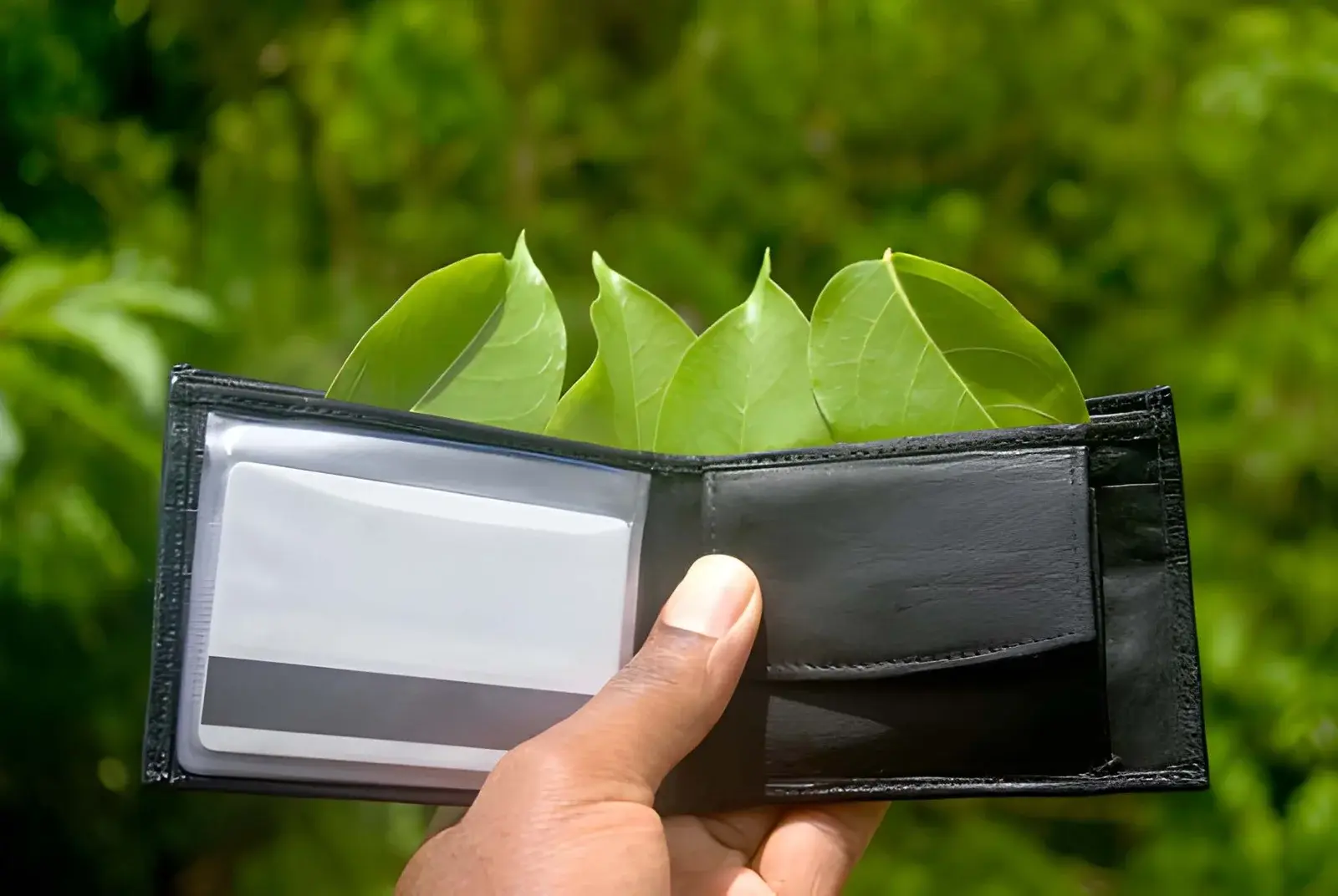 Why Choosing an Eco-Friendly Service Is Better for Your Wallet and the Planet